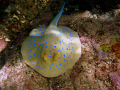   Blue spotted stigray under jetty  